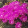 echinocereus_pentalophus